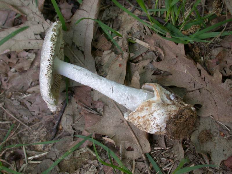 Amanita sp.
